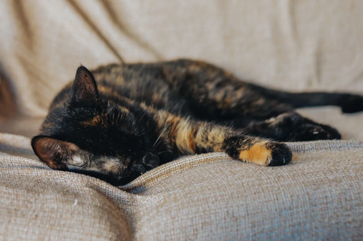 Quand la sieste nuit au sommeil de nuit